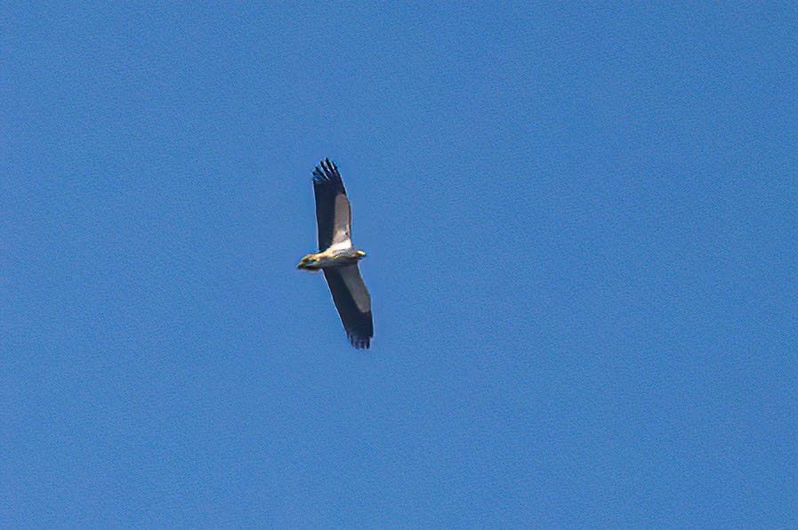 Egyptian Vulture - ML622126879