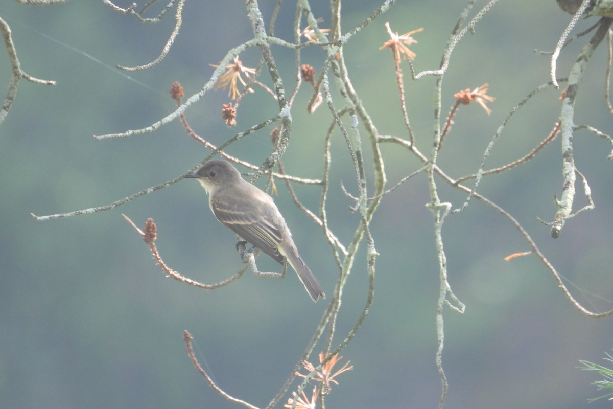 Eastern Phoebe - ML622126880