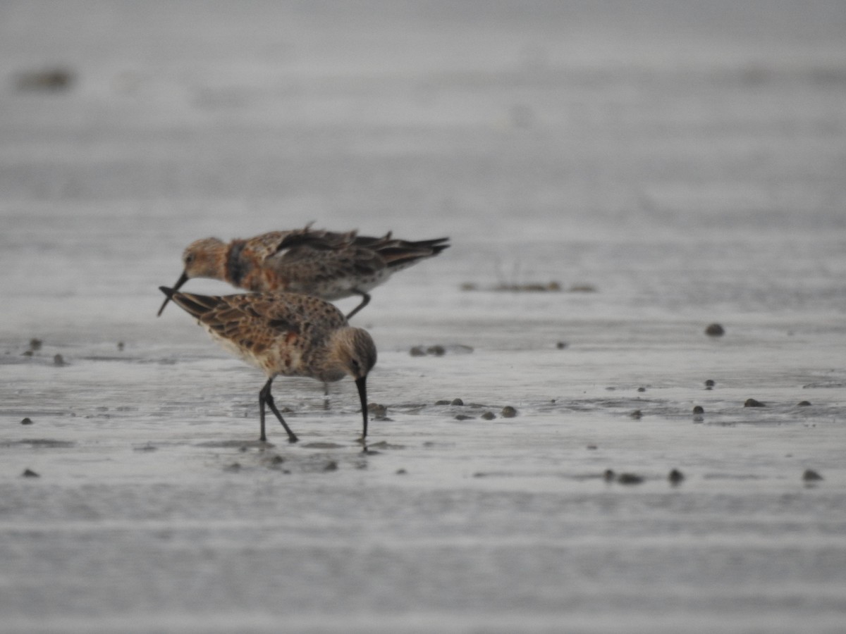 Curlew Sandpiper - ML622126881