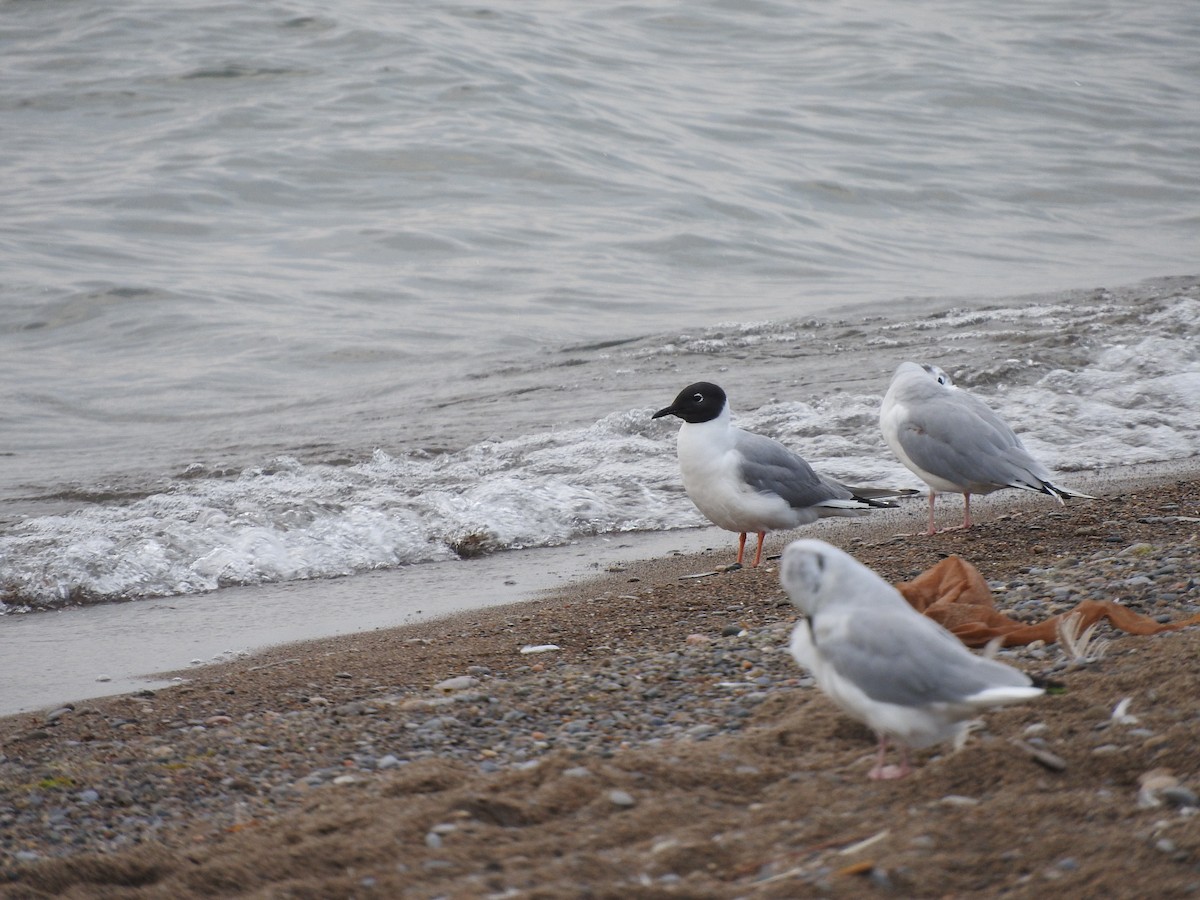 Bonaparte's Gull - ML622126883