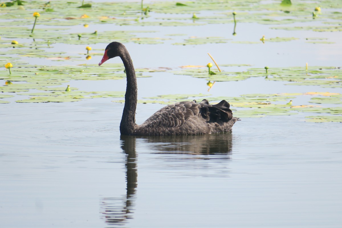 Black Swan - ML622126884