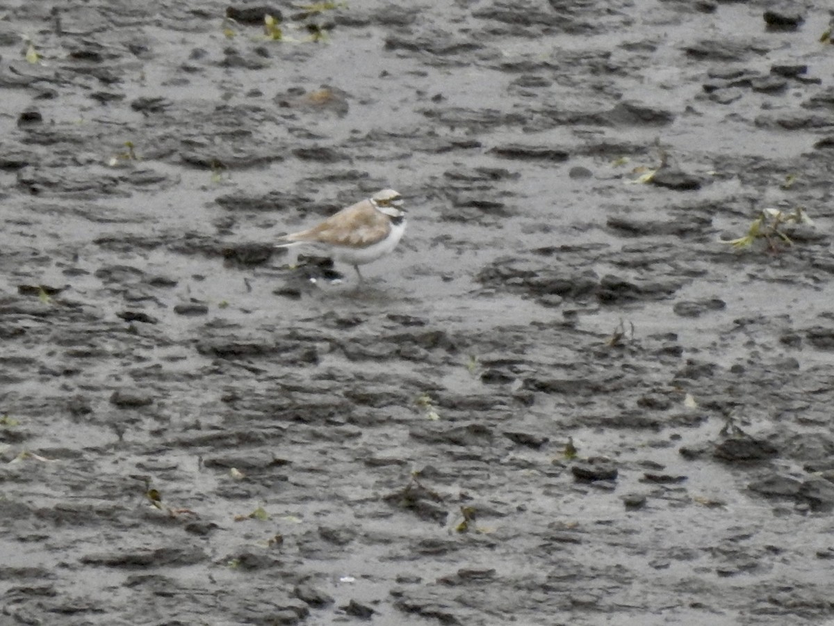 Little Ringed Plover (curonicus) - ML622126885