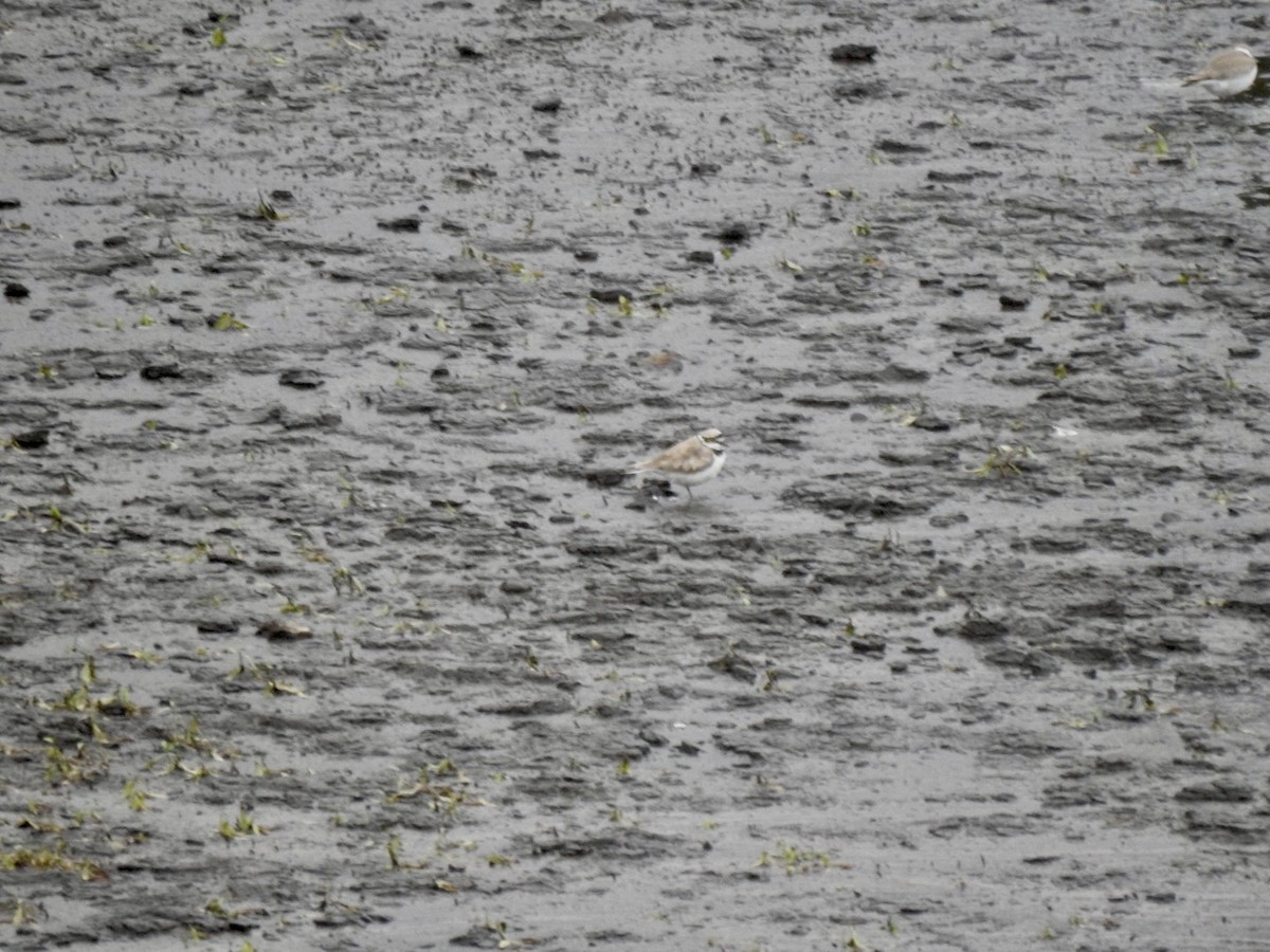 Little Ringed Plover (curonicus) - ML622126886