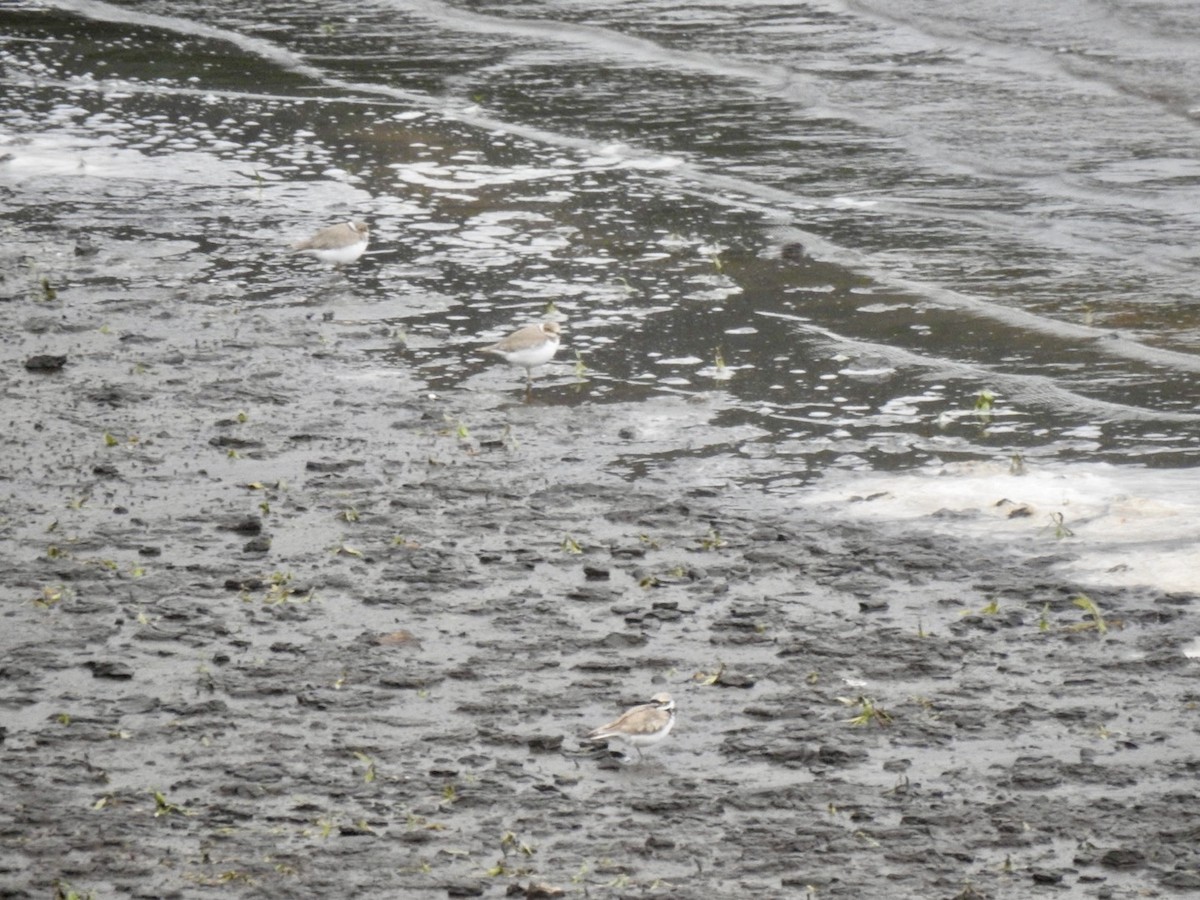 Little Ringed Plover (curonicus) - ML622126888