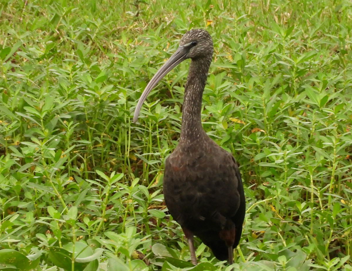 Glossy Ibis - ML622126889