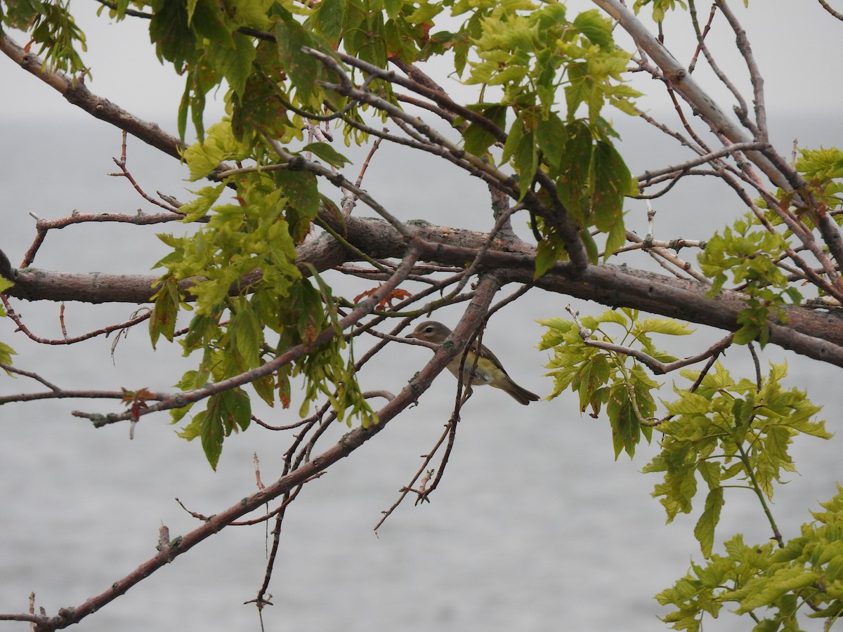 Warbling Vireo - ML622126890