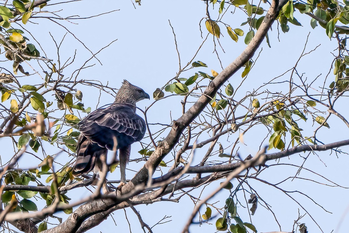 Changeable Hawk-Eagle - ML622126891