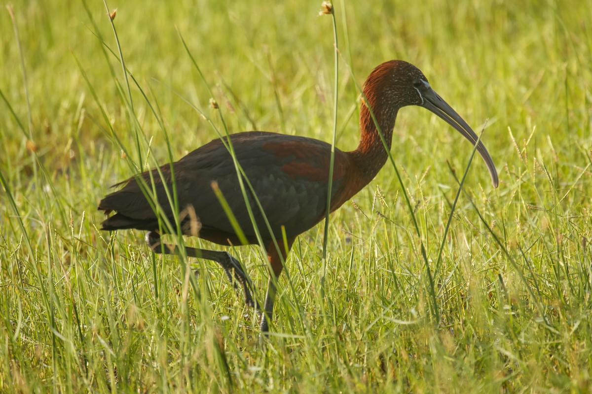 Glossy Ibis - ML622126915