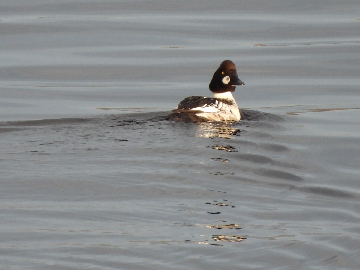 Common Goldeneye - ML622126919