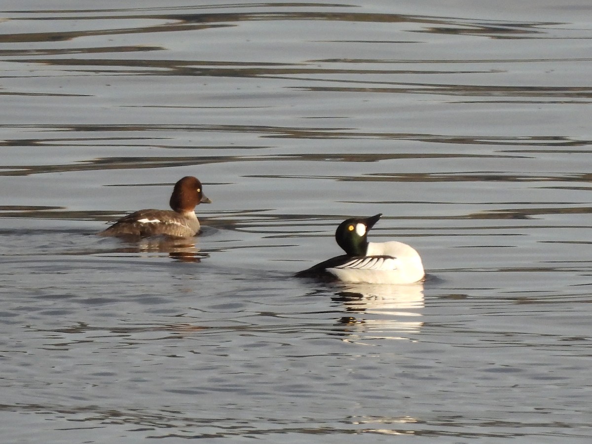 Common Goldeneye - ML622126921