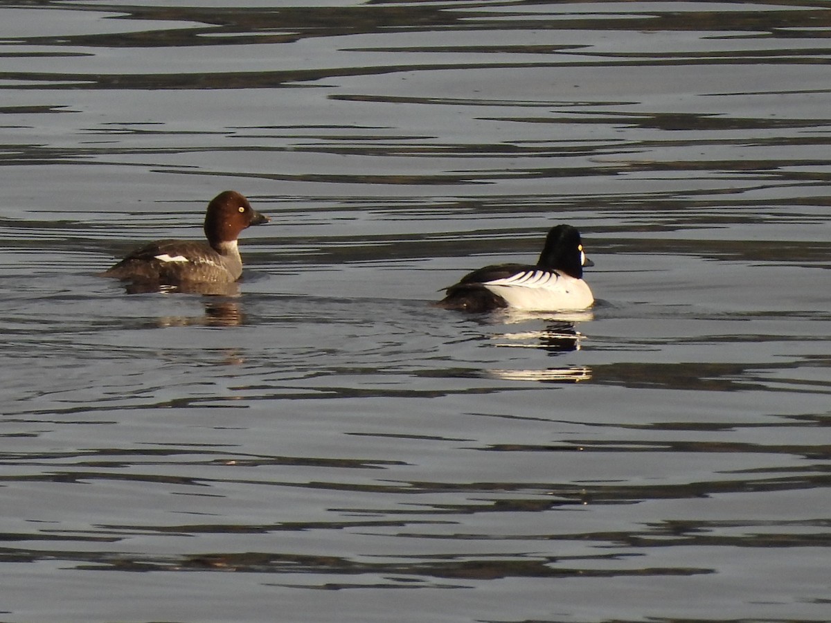 Common Goldeneye - ML622126922