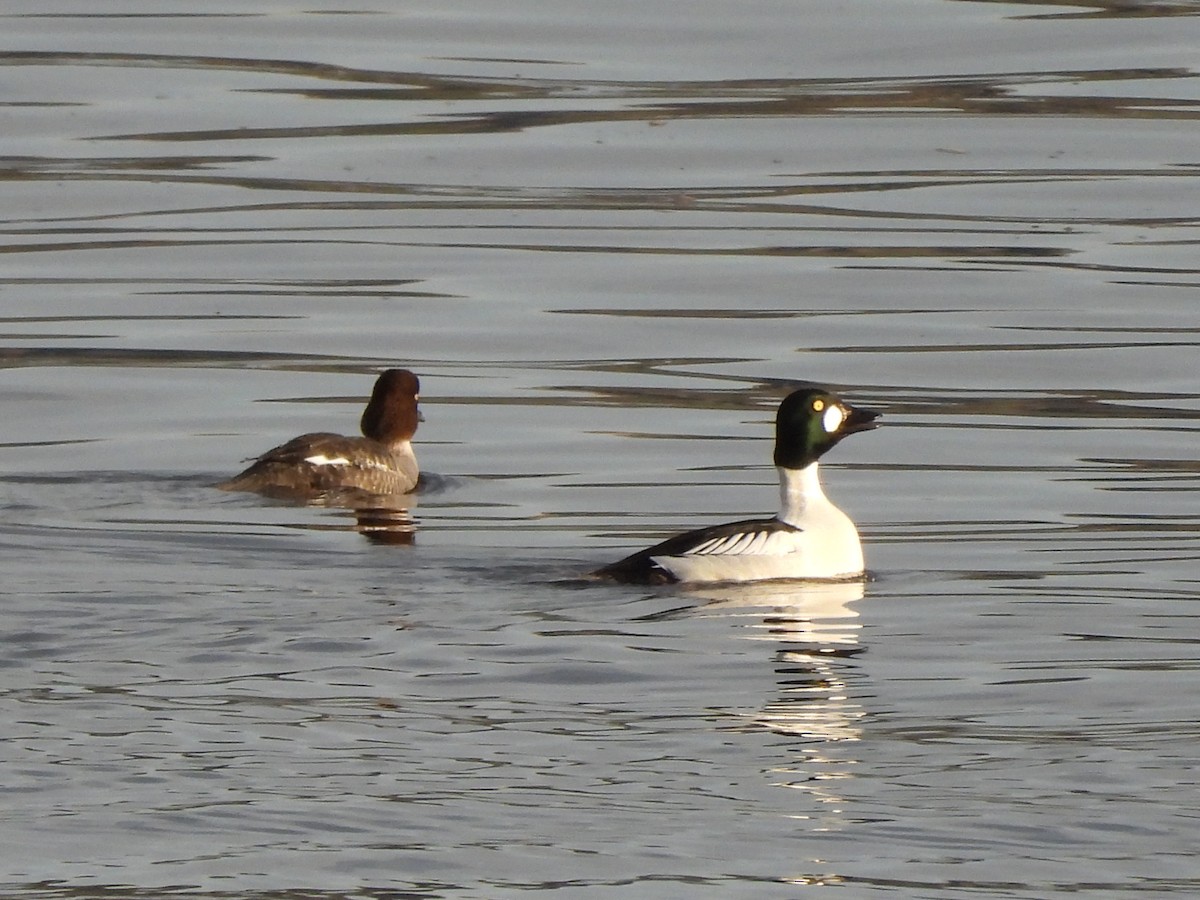 Common Goldeneye - ML622126932