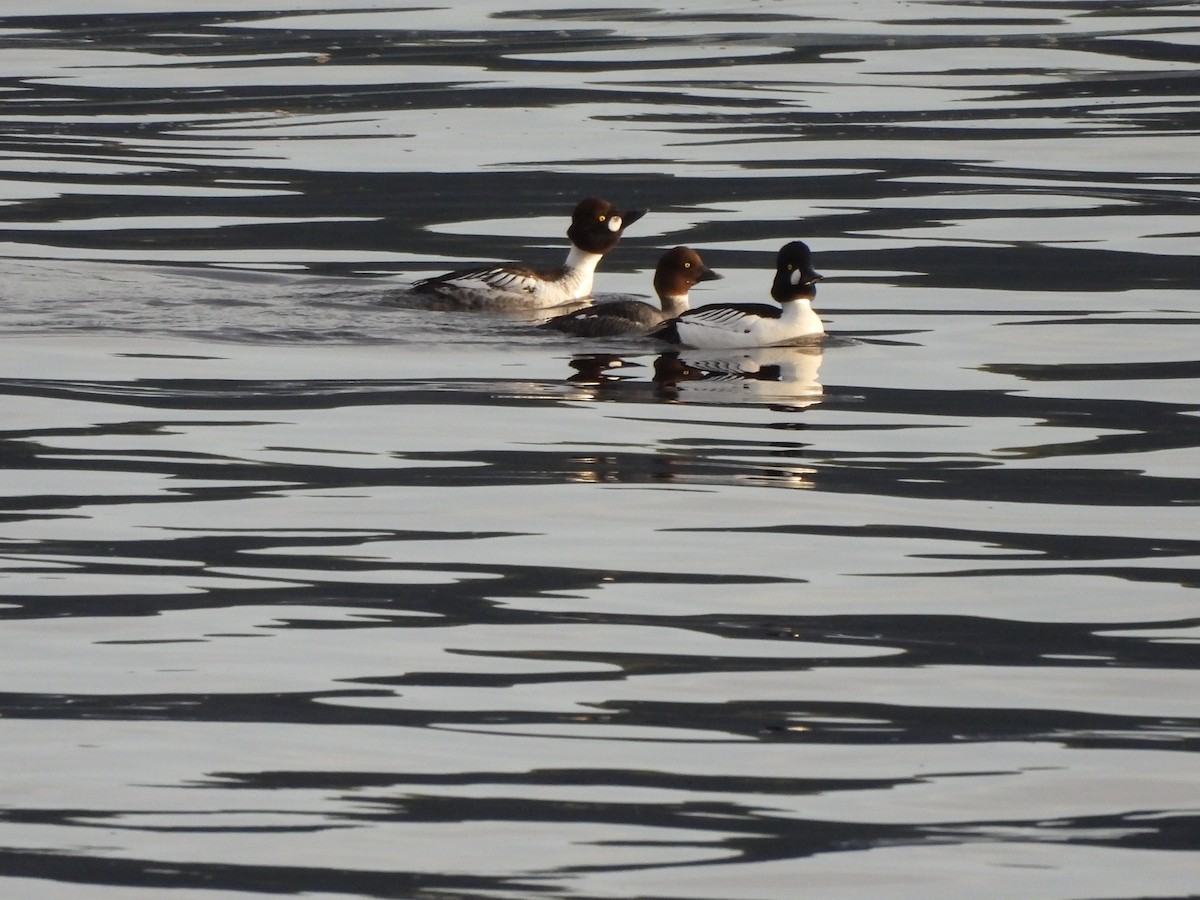 Common Goldeneye - ML622126933