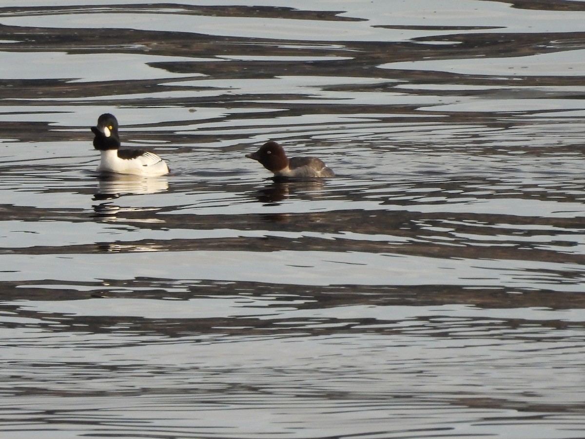 Common Goldeneye - ML622126934