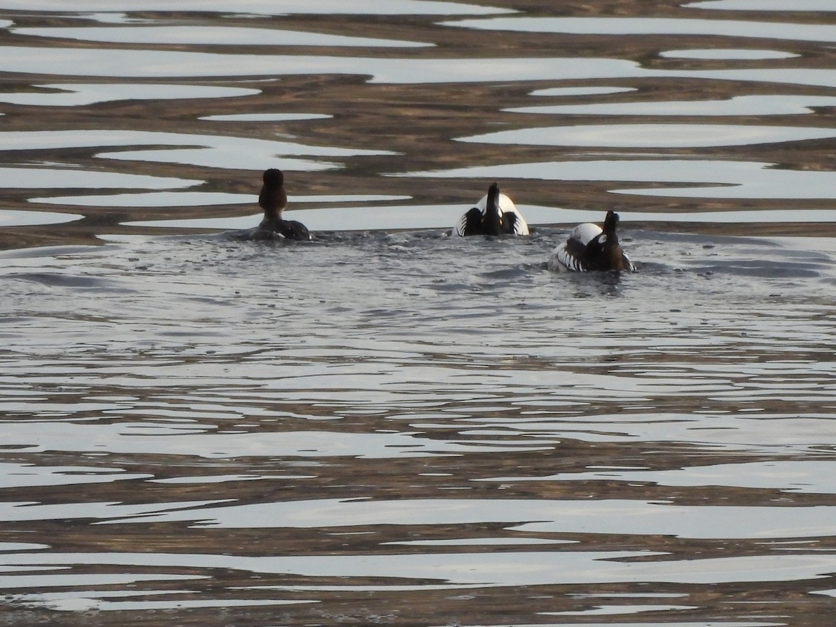 Common Goldeneye - Francois Lampron