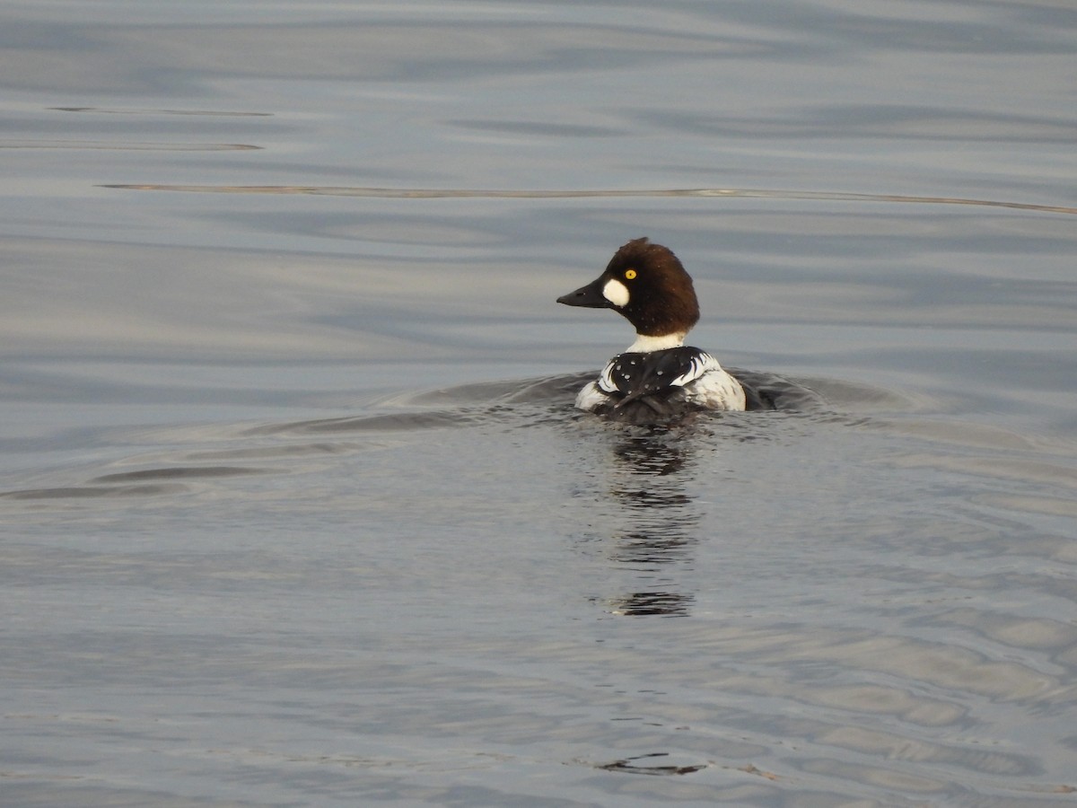 Common Goldeneye - ML622126936