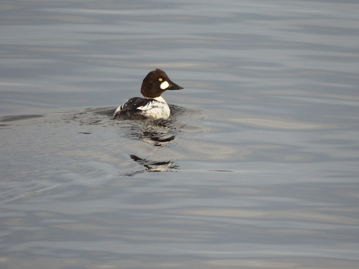 Common Goldeneye - ML622126937