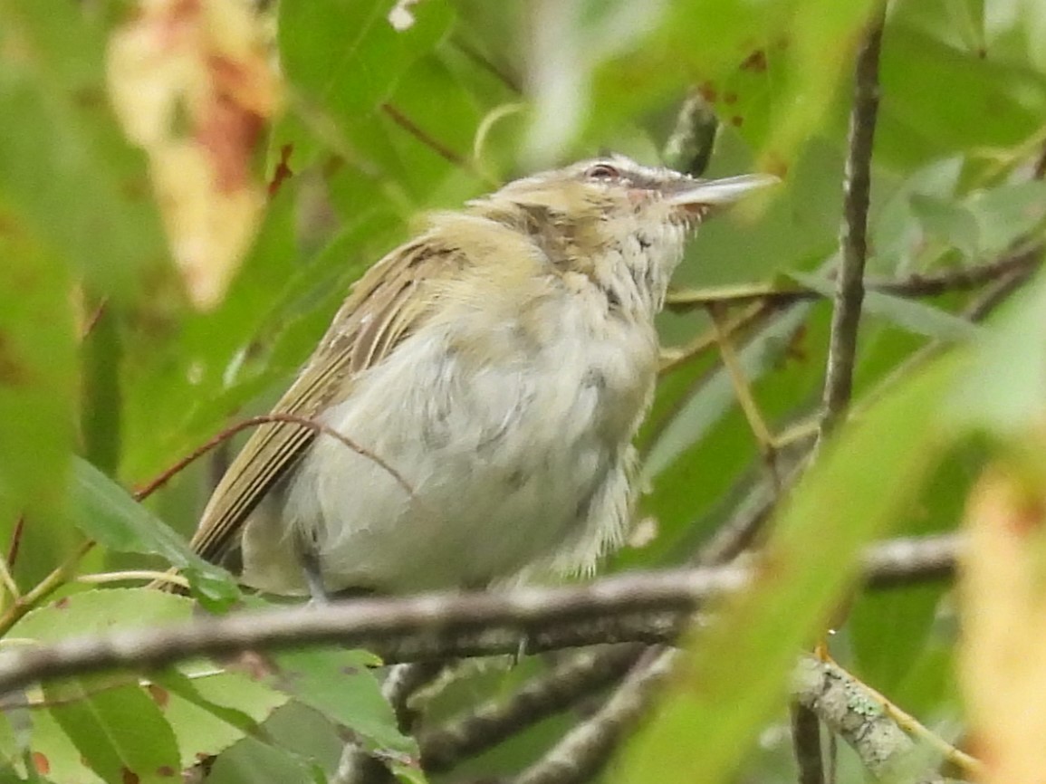 Red-eyed Vireo - ML622126939