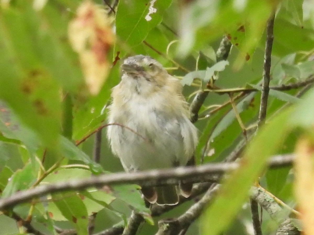 Red-eyed Vireo - ML622126940