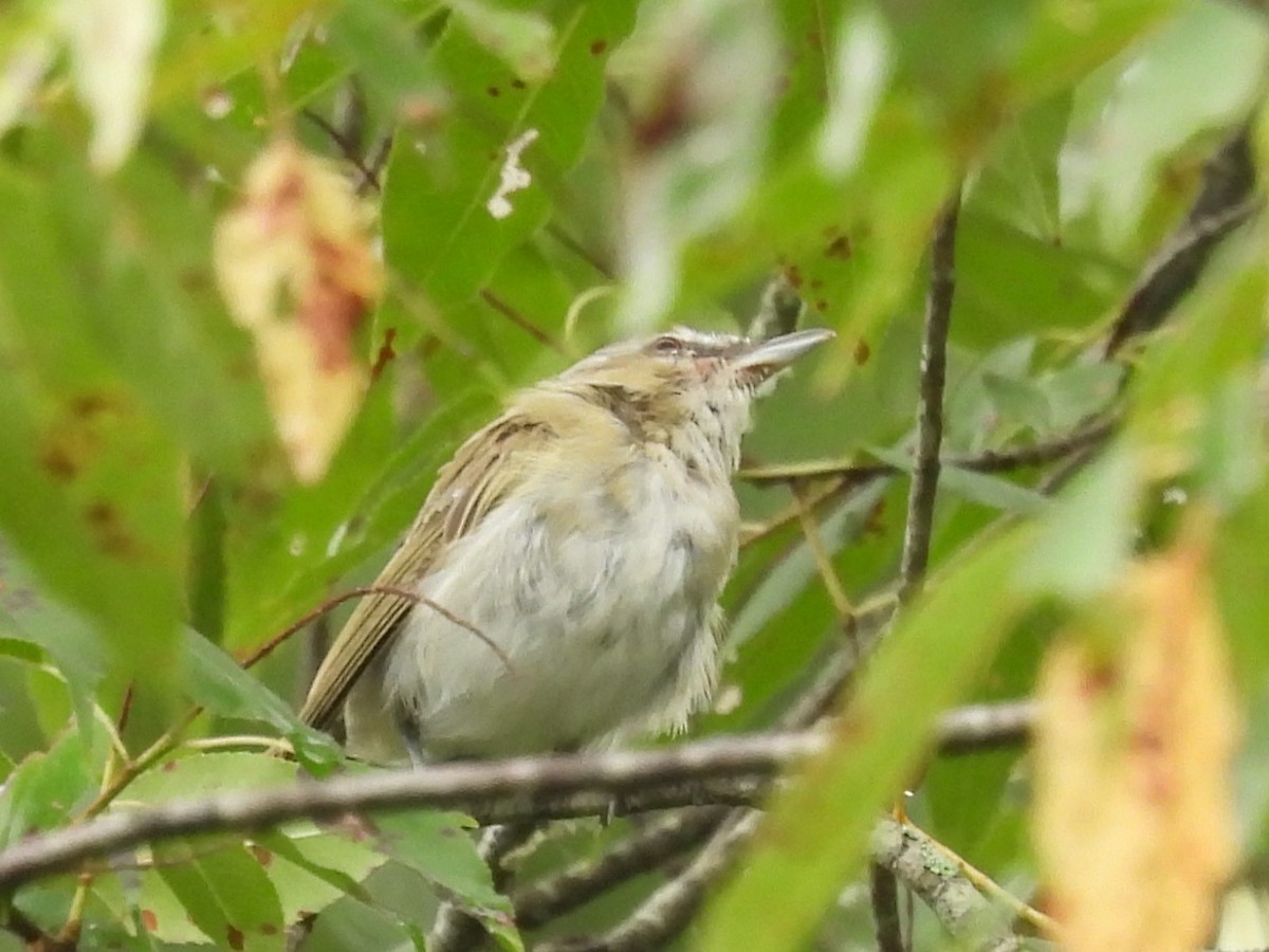 Red-eyed Vireo - ML622126941