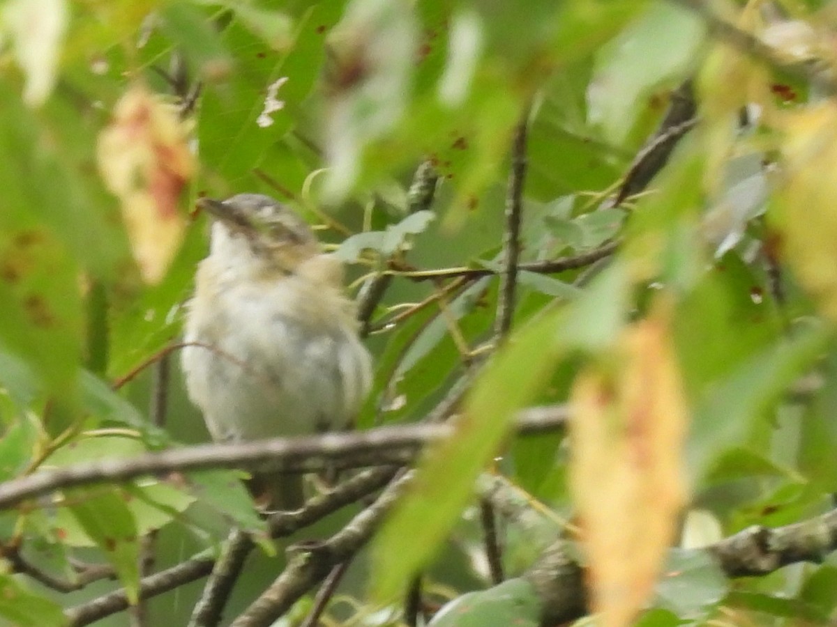 Red-eyed Vireo - ML622126942