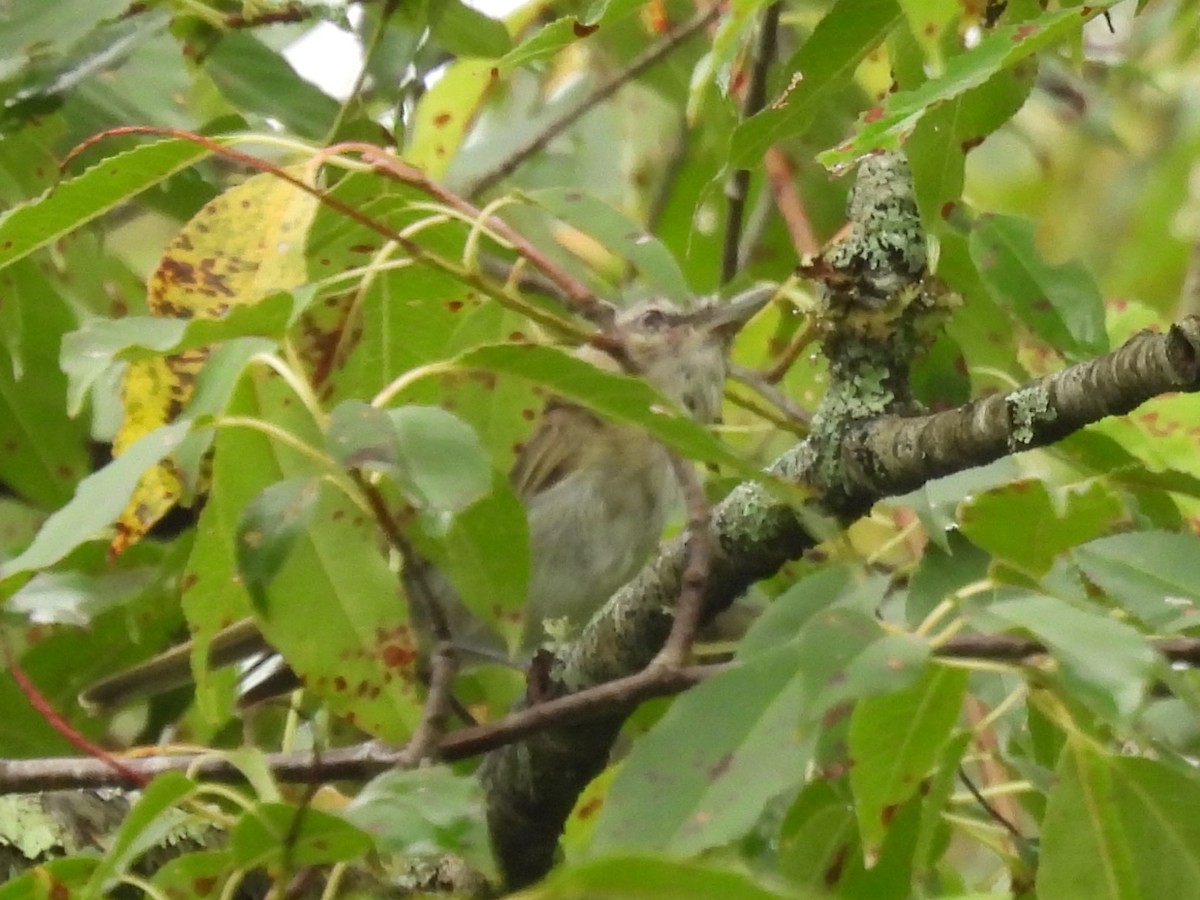 Red-eyed Vireo - ML622126943