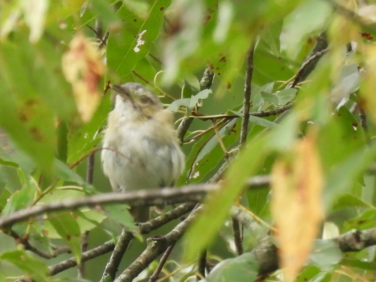 Red-eyed Vireo - ML622126944