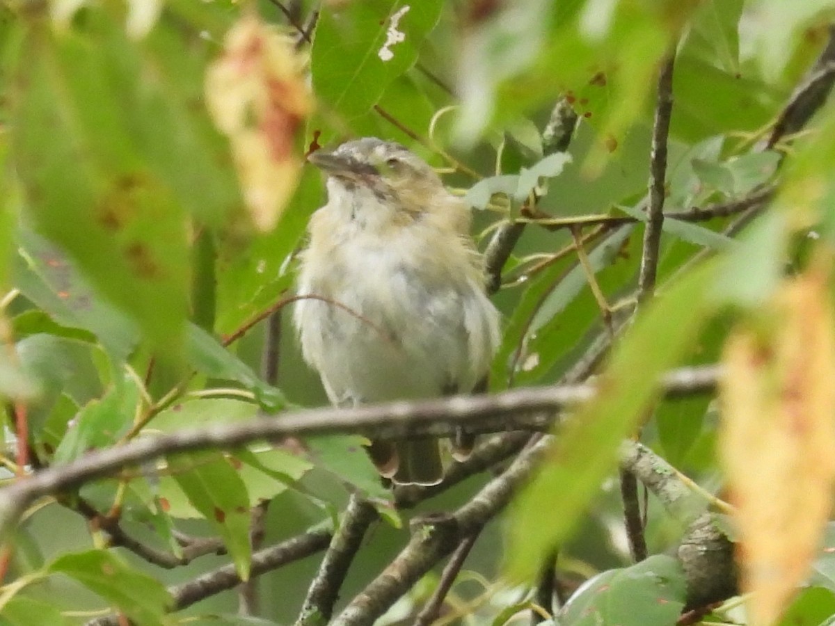 Red-eyed Vireo - ML622126945