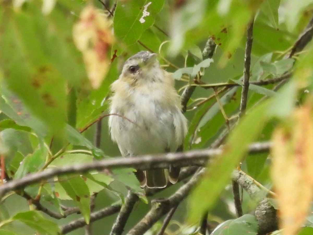 Red-eyed Vireo - ML622126946