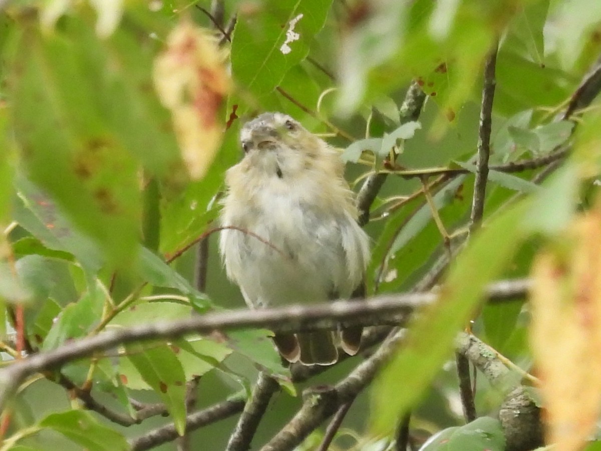 Red-eyed Vireo - ML622126947