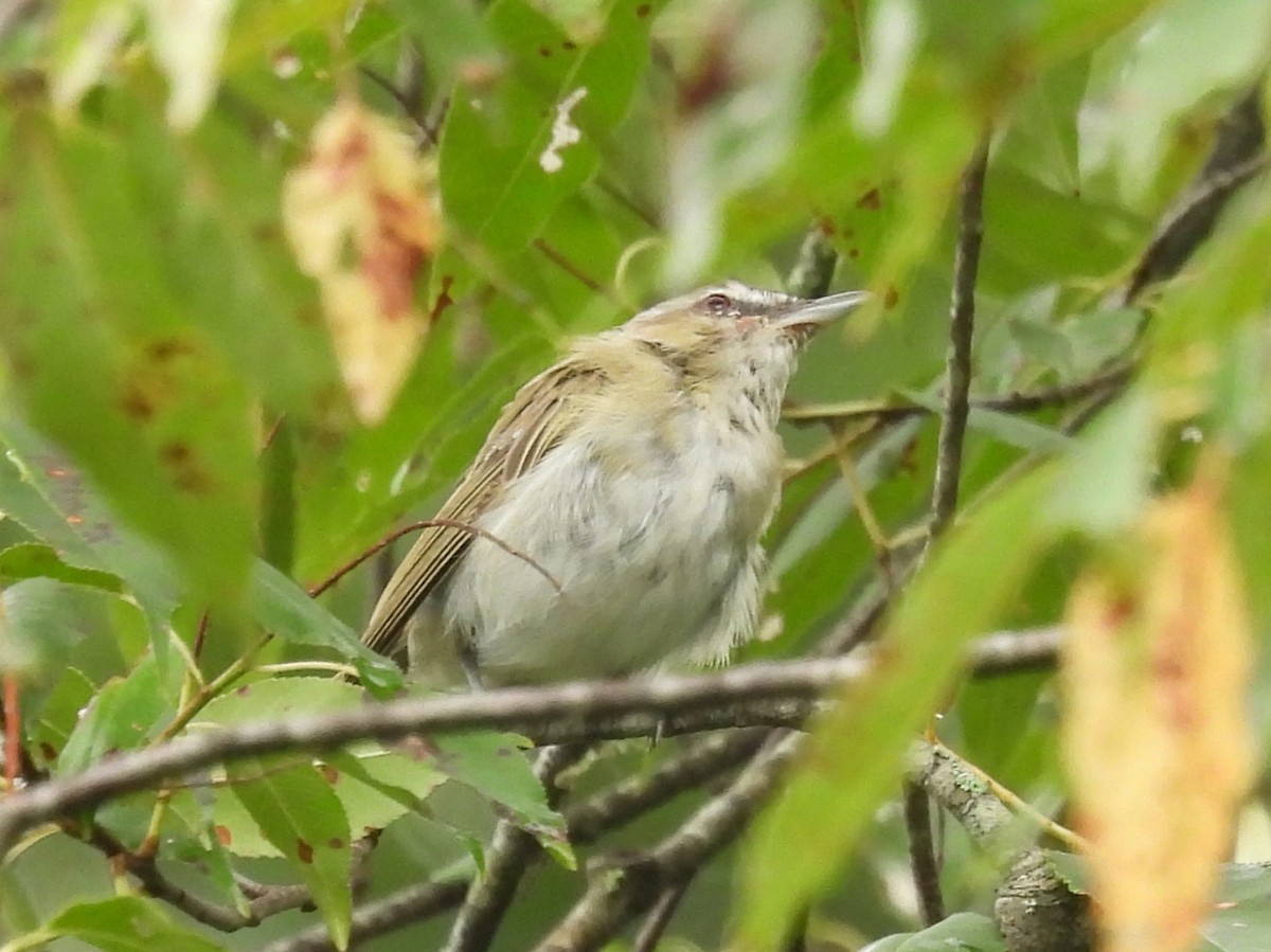 Red-eyed Vireo - ML622126948