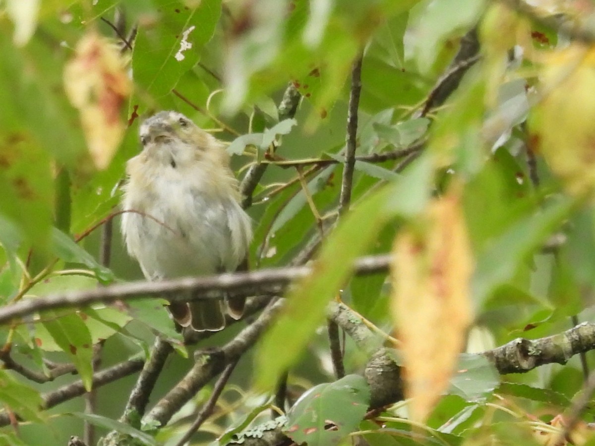 Red-eyed Vireo - ML622126949