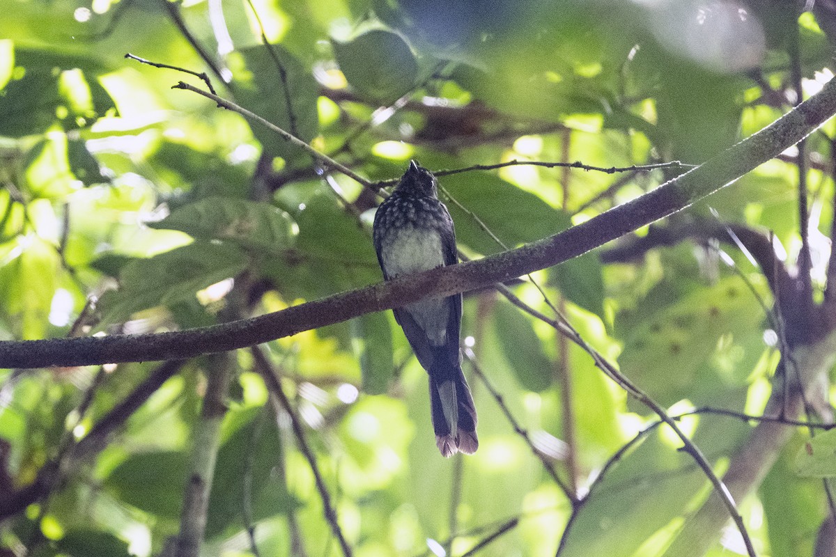 Spotted Fantail - ML622126950