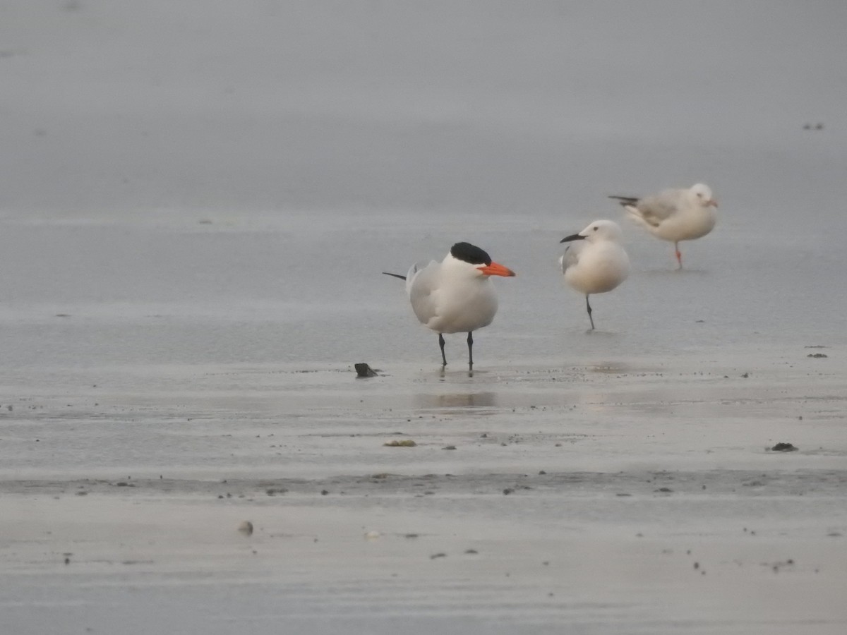 Caspian Tern - ML622126951