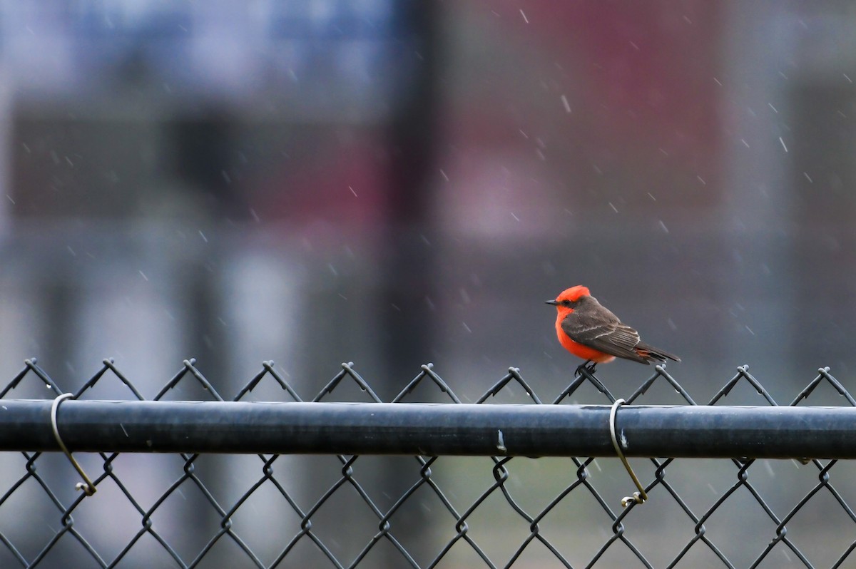 Vermilion Flycatcher - ML622126952