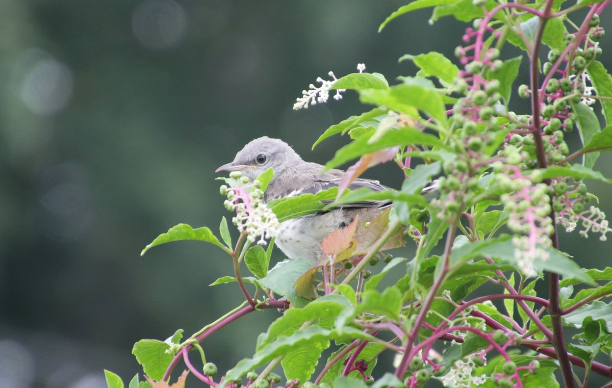 Northern Mockingbird - ML622126953