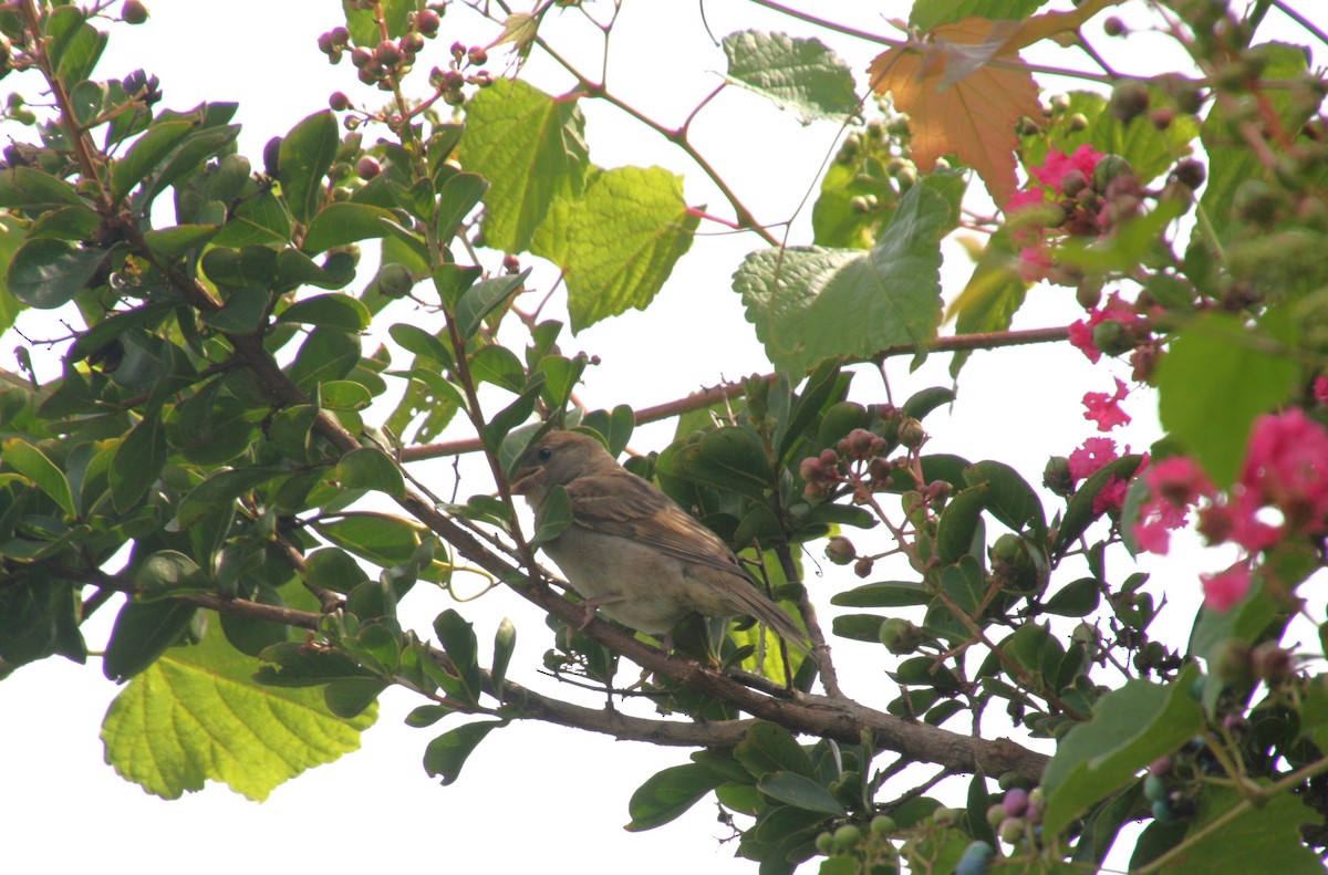 Moineau domestique - ML622126955