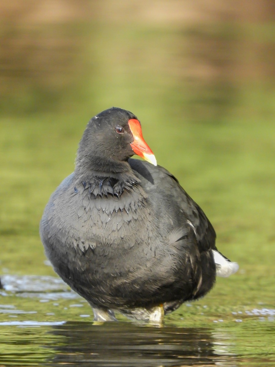 Common Gallinule - ML622126956