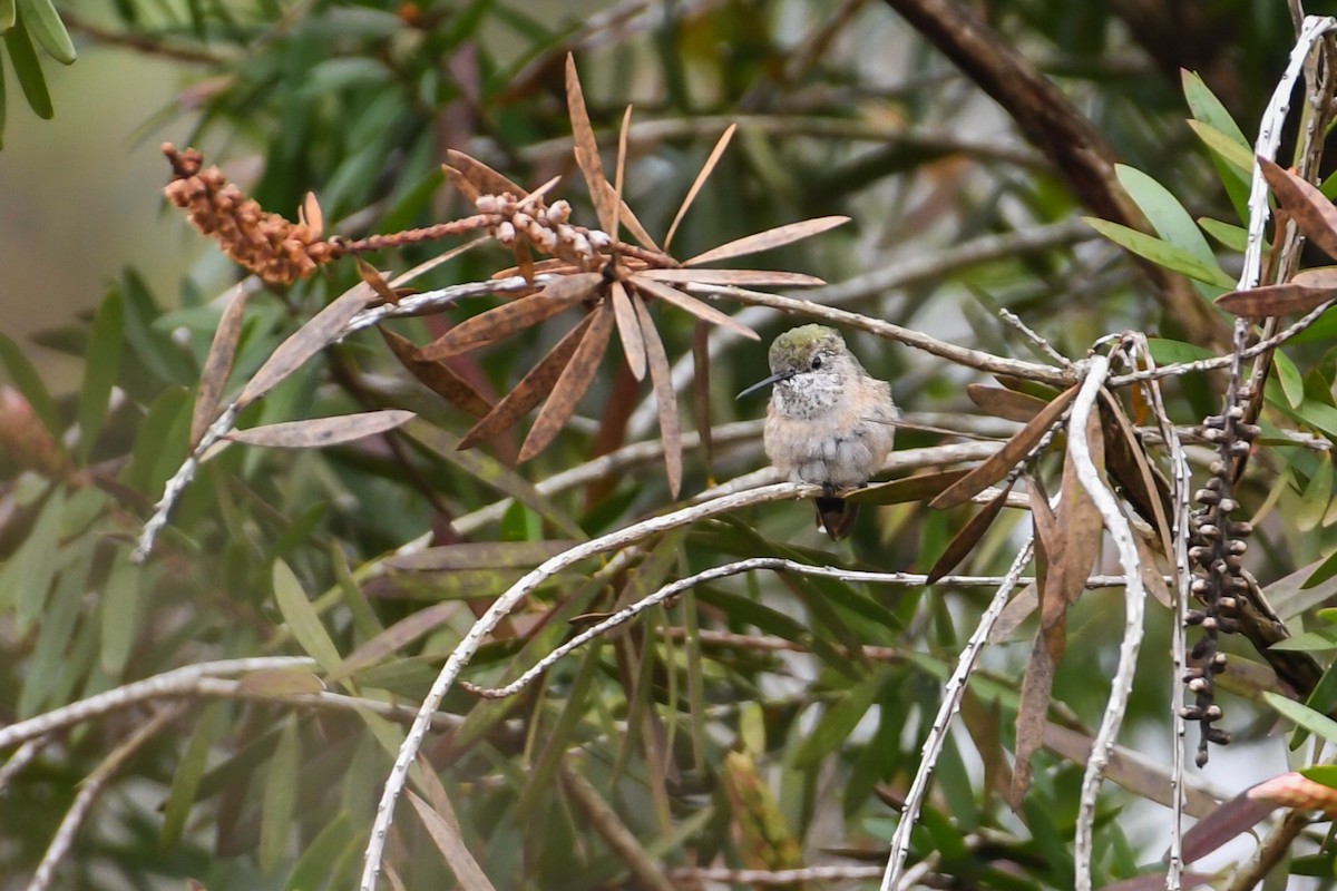 Calliope Hummingbird - ML622126957