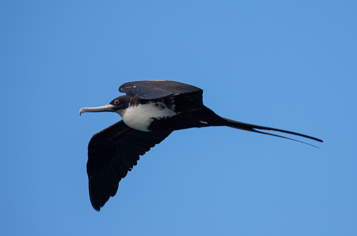 Great Frigatebird - ML622126958