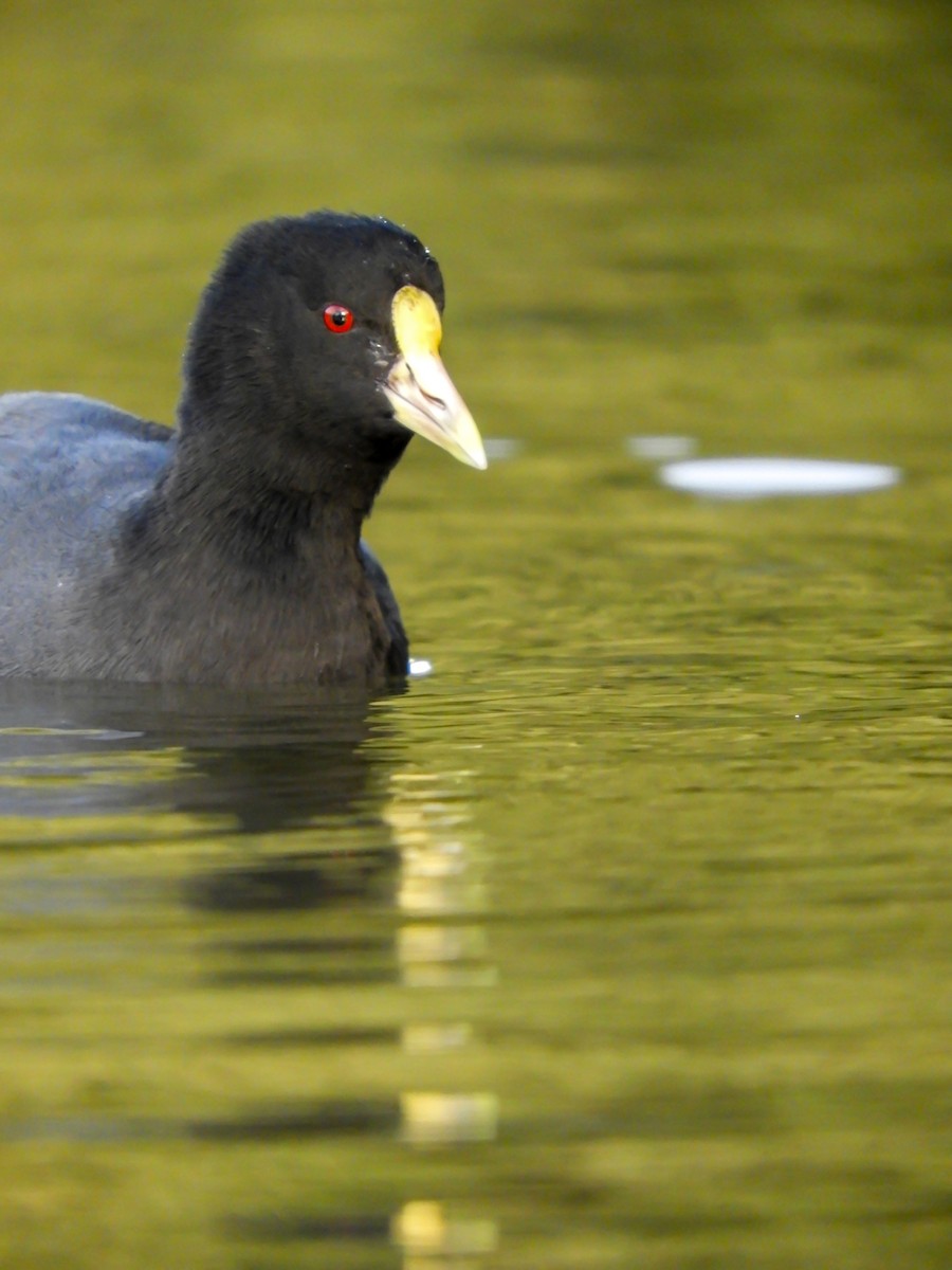 Foulque leucoptère - ML622126959