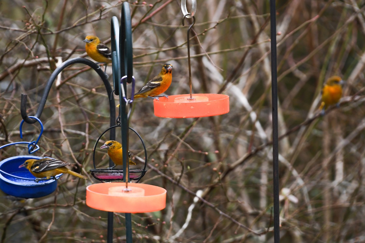 Baltimore Oriole - Mason Currier