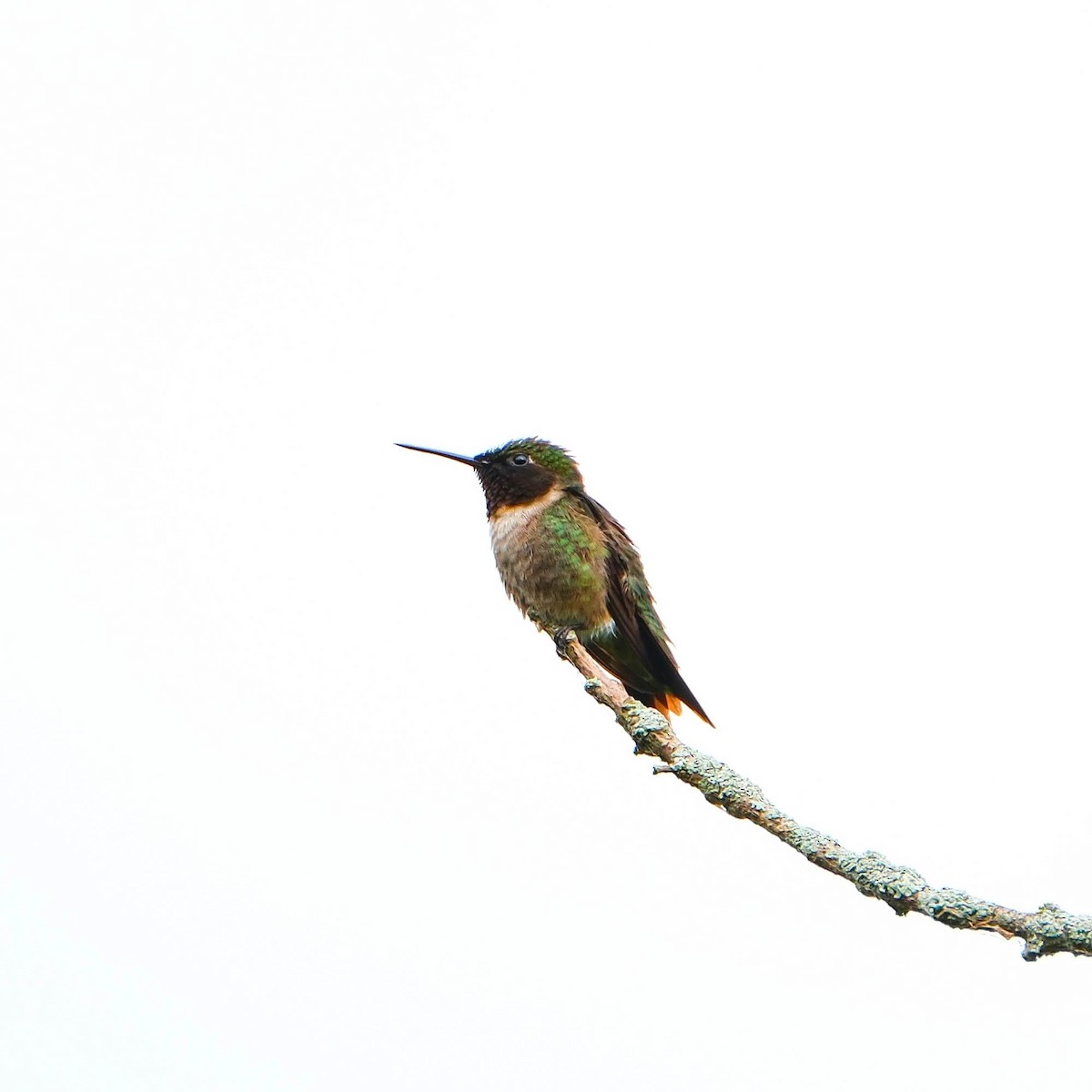 Ruby-throated Hummingbird - Andrew Dressel