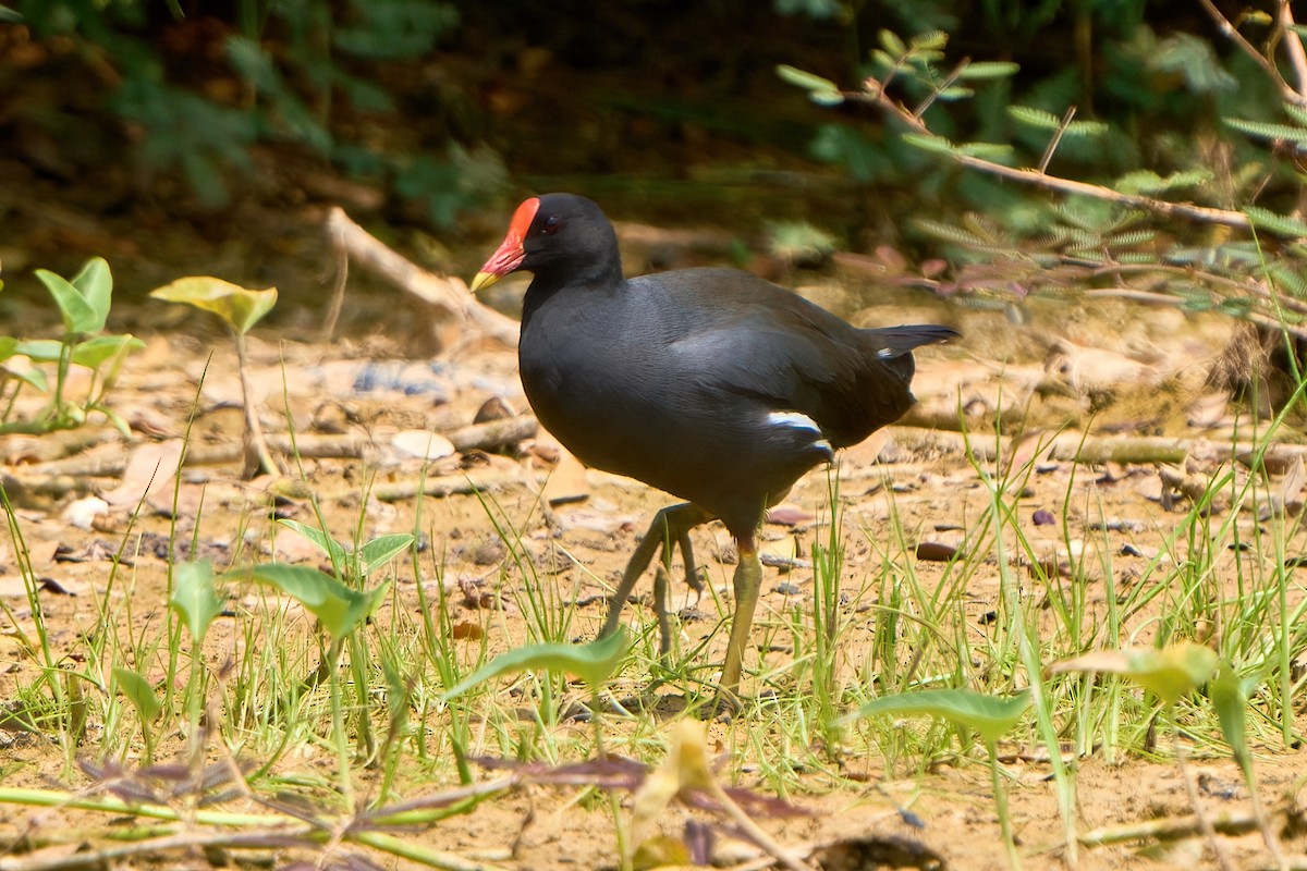 Eurasian Moorhen - ML622126995