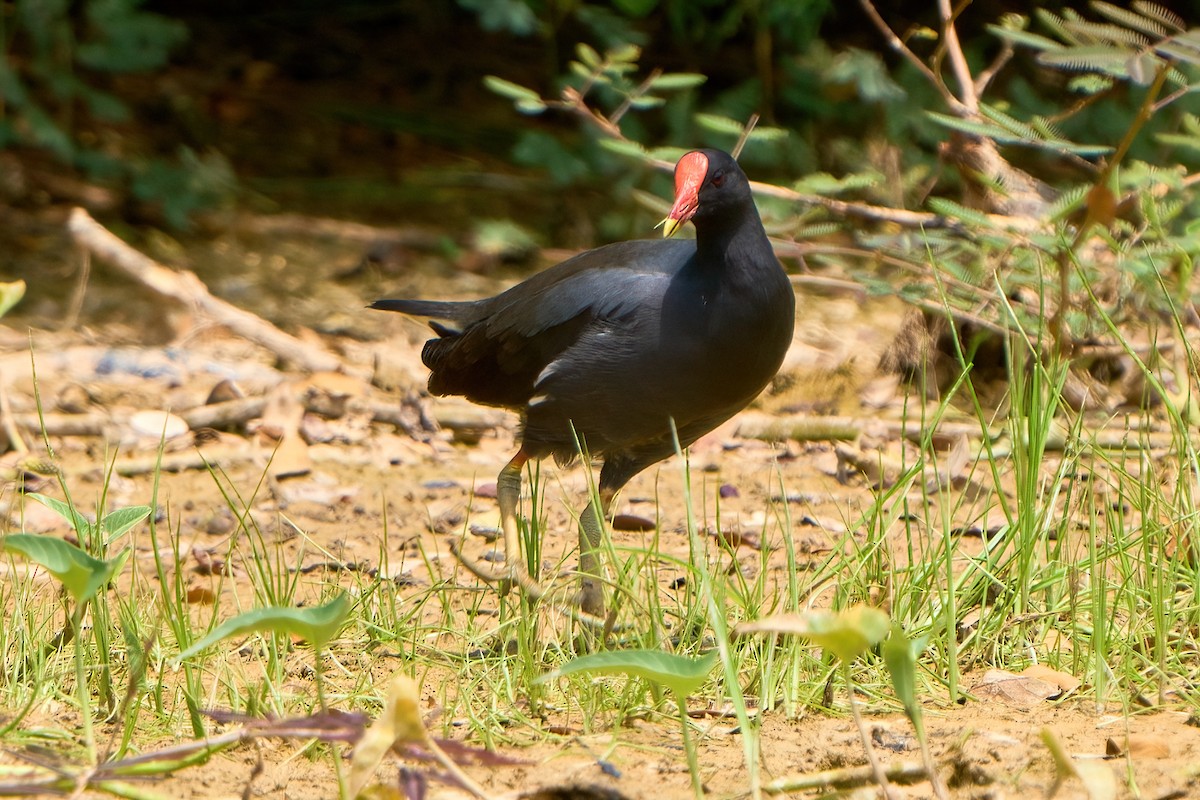 Eurasian Moorhen - ML622126999