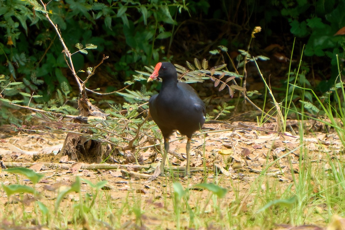 Eurasian Moorhen - ML622127000