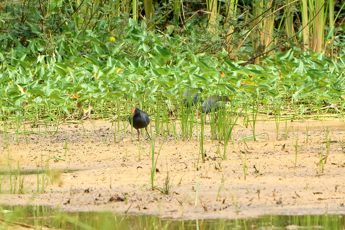 Eurasian Moorhen - Yuh Woei Chong