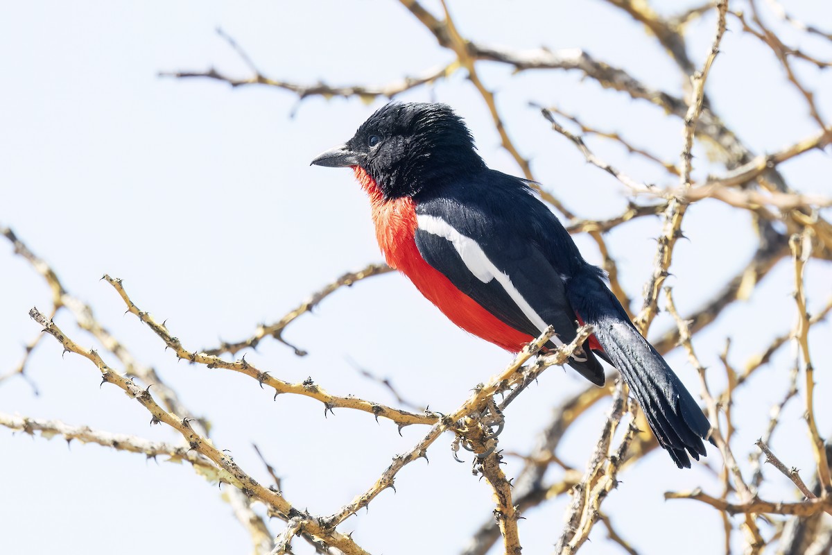 Crimson-breasted Gonolek - ML622127003