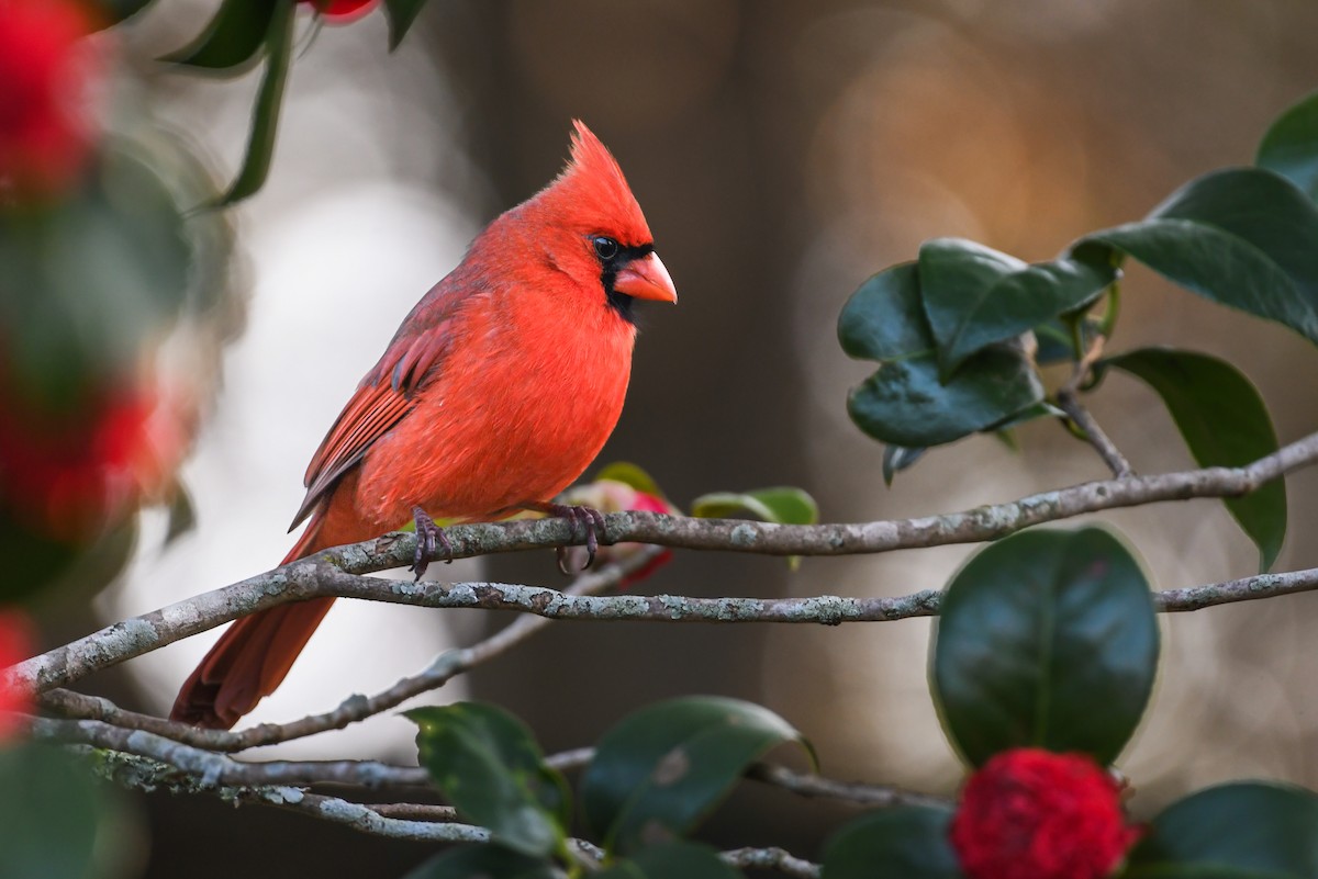 Northern Cardinal - ML622127011