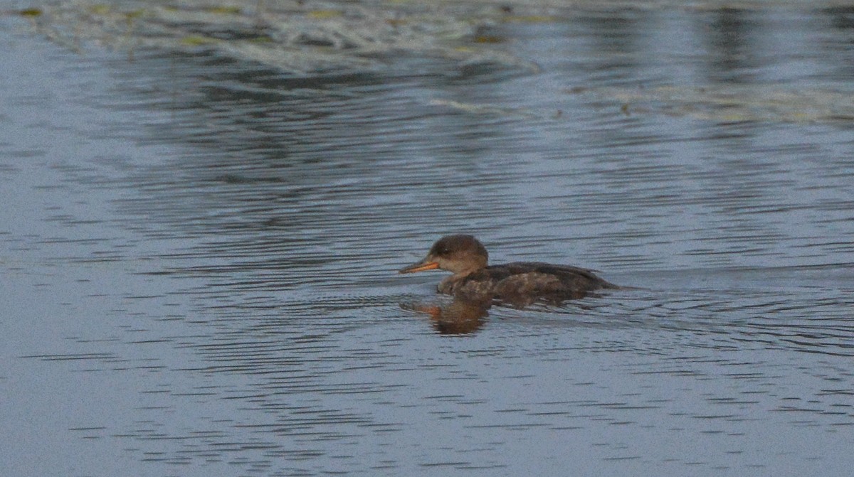 Hooded Merganser - ML622127012